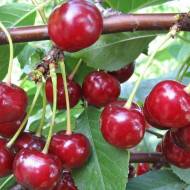 Саженец Вишня Игрушка